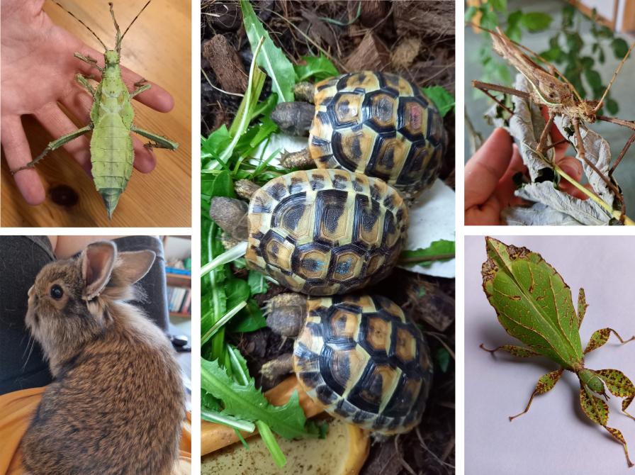 Collage af billeder af sumpskildpadder, vandrende blade og kanin